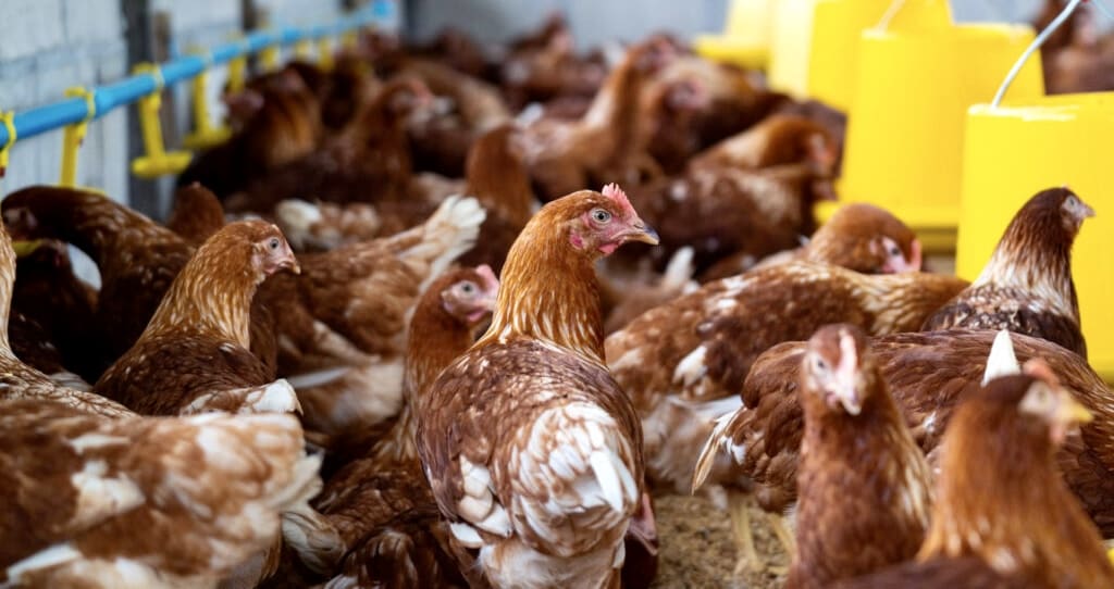 Gabon | Commerce : Washington d&eacute;gaine &agrave; l&rsquo;OMC contre l&rsquo;interdiction du poulet import&eacute;, Libreville pr&eacute;pare sa riposte