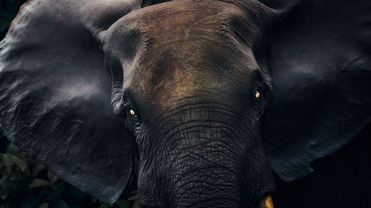 Gabon's Isolated Wilderness and Rich Culture Make It a Safari Destination Beyond Compare
